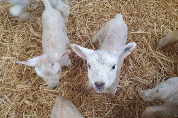 Lambs recently born at Holt Farm. Photo contributed