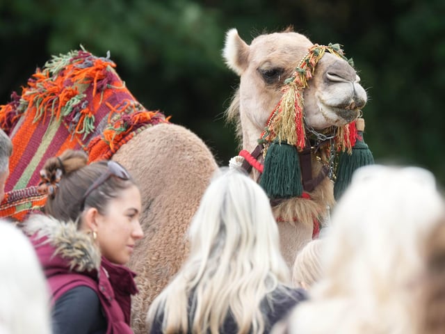 Findon Sheep Fair 2026