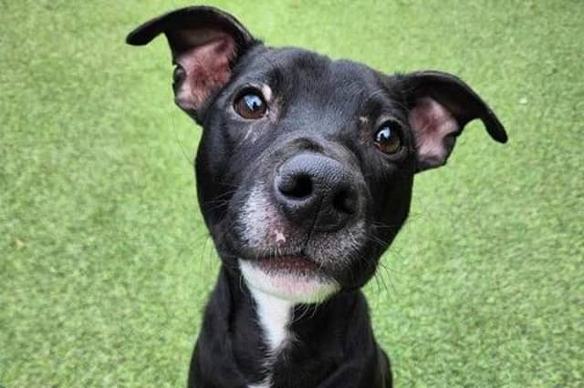Pedro arrived as a stray and is very nervous when being walked, as well as being a little scared of traffic. However, he is very young so the sanctuary said it believes he will thrive with the right environment and training