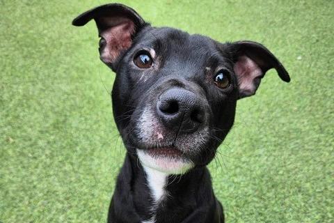 Pedro arrived as a stray and is very nervous when being walked, as well as being a little scared of traffic. However, he is very young so the sanctuary said it believes he will thrive  with the right environment and training