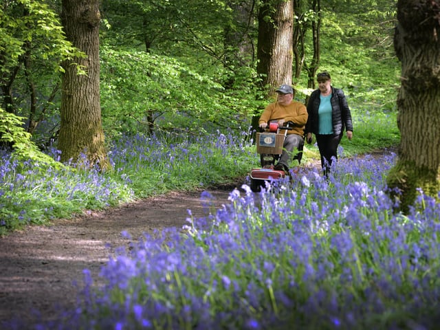 Arlington Bluebell Walk 2024. Photo taken on April 30.