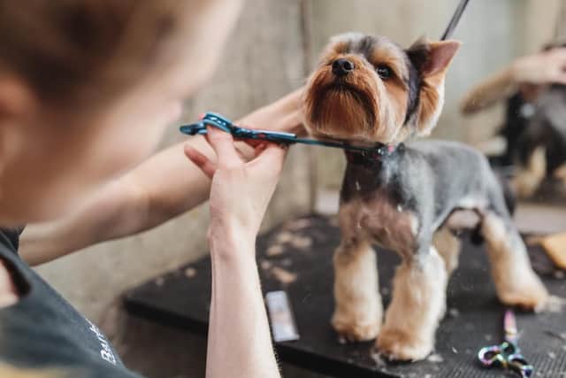 Jenny offers all kinds of care for your dog, from just a nail trim or simple “wash and go” to breed standard grooms using only the best products and equipment