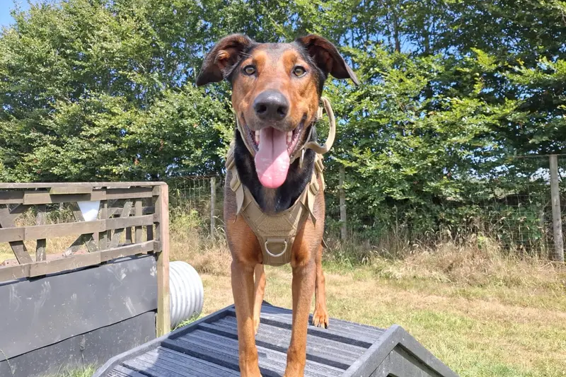 Jax has a huge heart and an even bigger love for people! He's a friendly soul and quickly wins everyone over with his affectionate nature. Jax has been described as the perfect house guest. He'd love to be your sofa buddy, spending afternoons cuddled up together and soaking up all the attention and fuss he loves most. However, when it's time for an adventure, Jax is always ready! He enjoys exploring fields, peaceful countryside walks, and trips to the beach during quieter times. He’s a clever boy and likes learning new tricks, making him a fun and rewarding companion to train - his favourite way to learn is with tasty cheese treats as a reward! Jax has a lovely playful side and adores a good game with his toys, with his favourite currently being his toy rat.