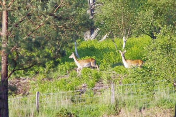 Fallow deer at Ashdown Forest