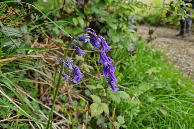You will see some lovely English bluebells as you walk through Olivers Copse