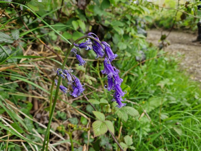 You will see some lovely English bluebells as you walk through Olivers Copse