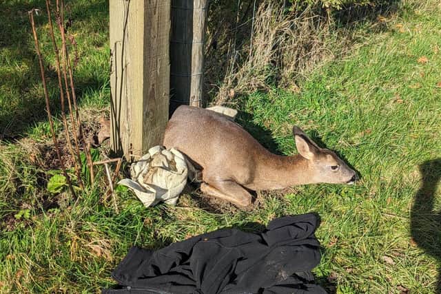 A deer became wedged between two fencing posts at Standen House and Gardens near East Grinstead
