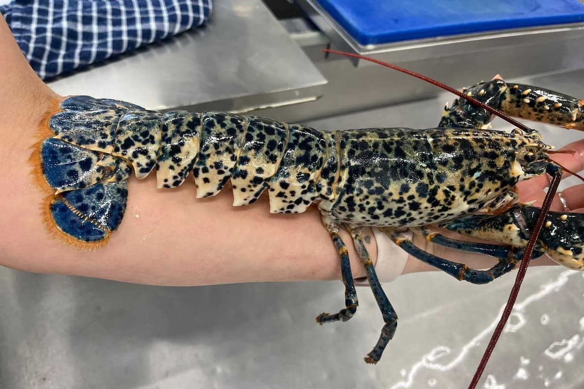 Unique leopard-shelled lobster sent to Eastbourne fishmonger saved and ...