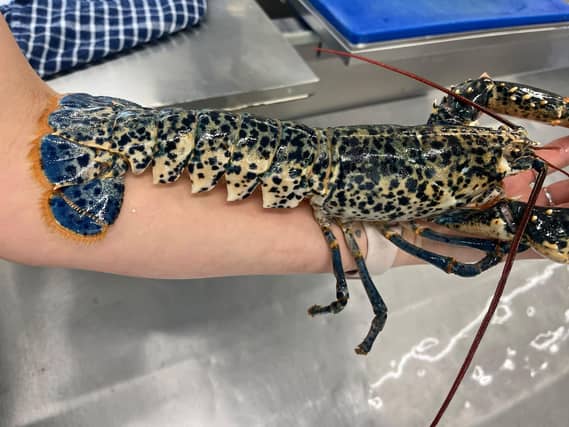The lobster at Southern Head Fishing Co. Photo: Nicole Frost