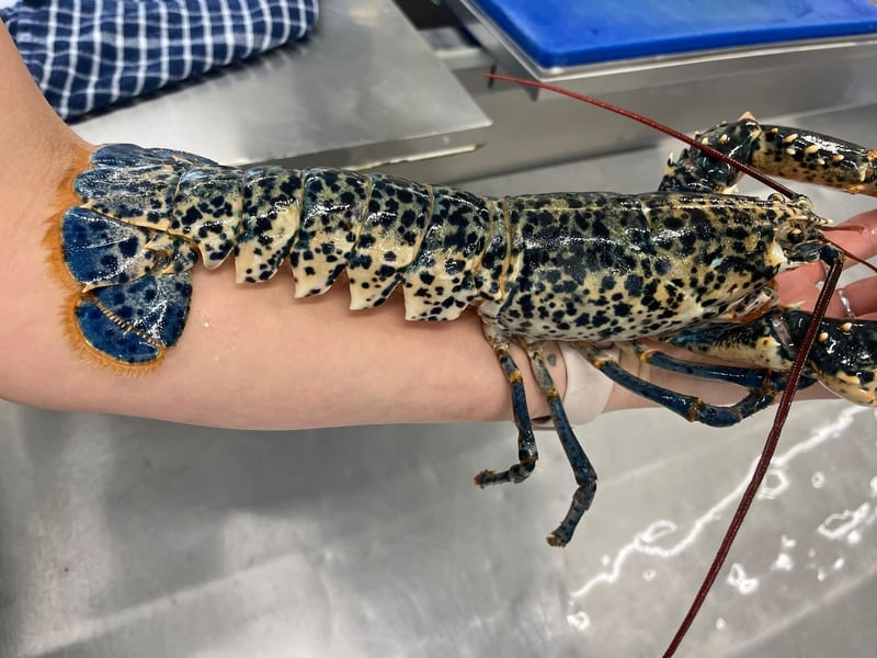 The lobster at Southern Head Fishing Co. Photo: Nicole Frost