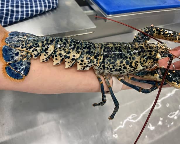 The lobster at Southern Head Fishing Co. Photo: Nicole Frost
