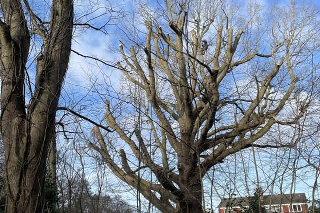 Resident John Pilkington sent in this photograph of what he said was an 'ancient oak' in Scrase Valley Nature Reserve, Haywards Heath