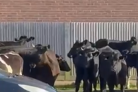 A herd of cows took a stroll down a residential road in Middleton-on-Sea – prompting an unusual call-out for police officers.