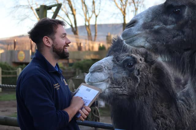 Zookeeper Sam with the Bactrain camels