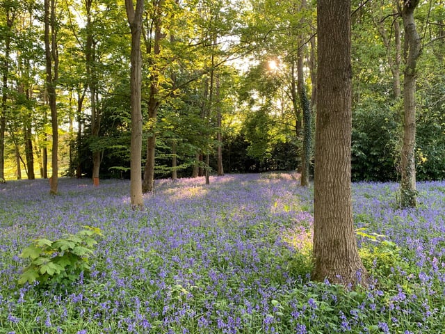Warnham Park Horsham