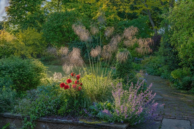 Stipa gigantea flowering with Nepeta 'Six Hills Giant' and Papaver orientale in an informal country cottage garden border in Summer - June