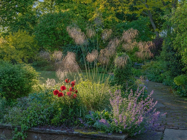Stipa gigantea flowering with Nepeta 'Six Hills Giant' and Papaver orientale in an informal country cottage garden border in Summer - June