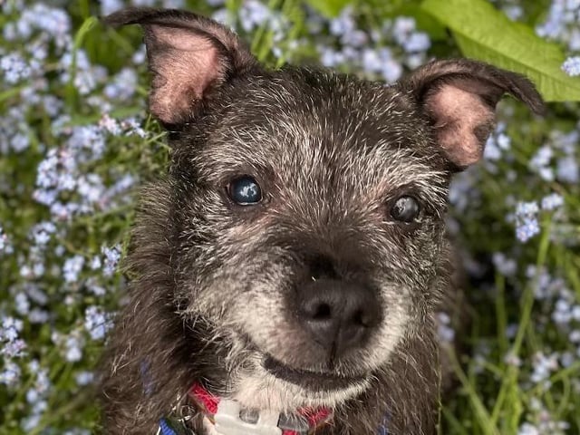 Lexi is a happy, friendly girl who likes everyone she meets. She is very affectionate and enjoys attention. In her previous home she was kept in one room and not taken out for walks in recent times so is really enjoying going out and about and exploring again. Lexi is not very keen on other dogs as she has not been socialised in her previous home so will need to be the only pet. She will need to live somewhere where there is assess to quieter walking areas and would not enjoy going round the local park where there are too many other dogs. Lexi is looking for a home without young children and with someone who will not leave her for too long on her own. She may need a reminder about house training as she has not been given the chance to be clean in her last home.