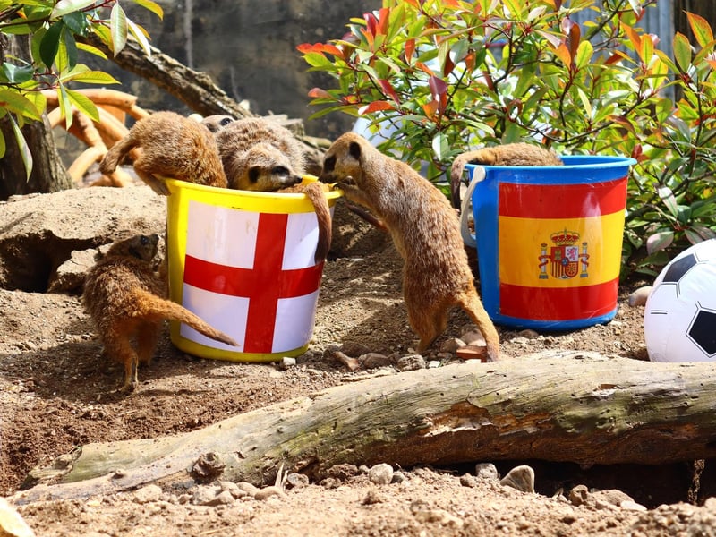 The meerkats favoured the England bucket