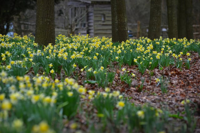 Daffodils in Millennium Avenue in the grounds of Bates Green Garden, Arlington, on February 28 2024.