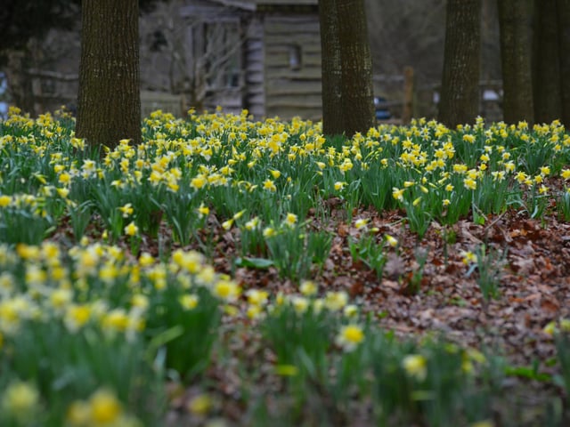 Daffodils in Millennium Avenue in the grounds of Bates Green Garden, Arlington, on February 28 2024.