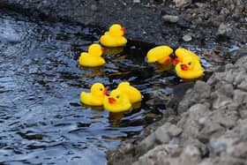 A Worthing resident put rubber ducks into a pond created by a water leak in Worthing