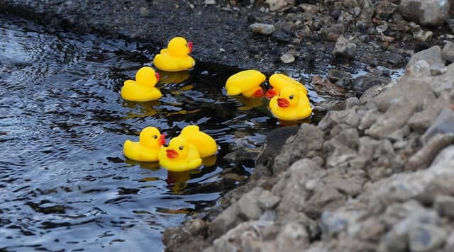 A Worthing resident put rubber ducks into a pond created by a water leak in Worthing
