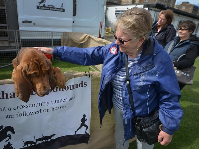 Bexhill Horse & Dog Show 2024. Coakham Bloodhounds.