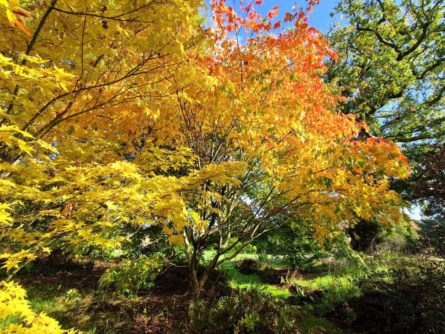 Borde Hill Halloween event and autumn colour. HR26111901 Pic Hollie Robards/Iconic Media Group