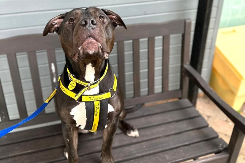 Described by his carers at Dogs Trust Shoreham as a ‘lively chunk of love’, Gunner is hoping to find a family who can offer him a lifetime of fun and adventure.