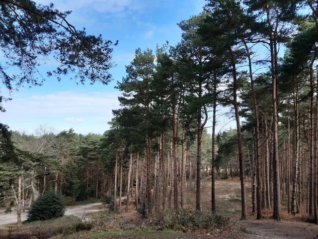 You will find you are at the top of a hill, a lovely view. Take the stairs downhill to a clearing.