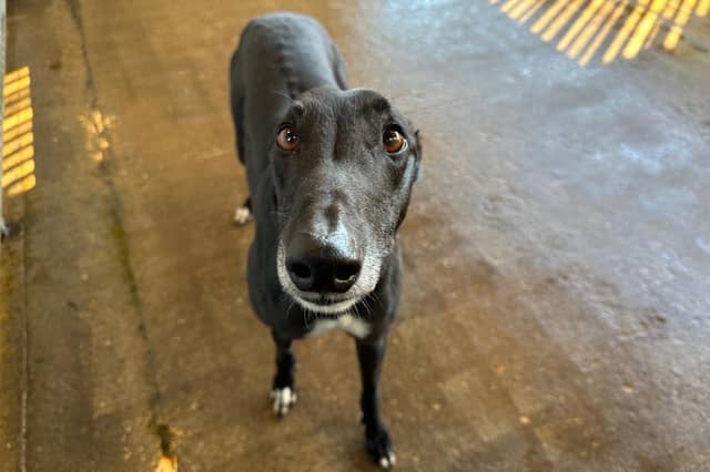 Bertie is a large loving boy who has been described as 'a real sweetie'. He isn’t nervous at all and loves giving and receiving cuddles.