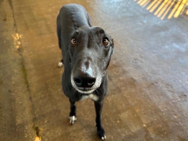 Bertie is a large loving boy who has been described as 'a real sweetie'. He isn’t nervous at all and loves giving and receiving cuddles.