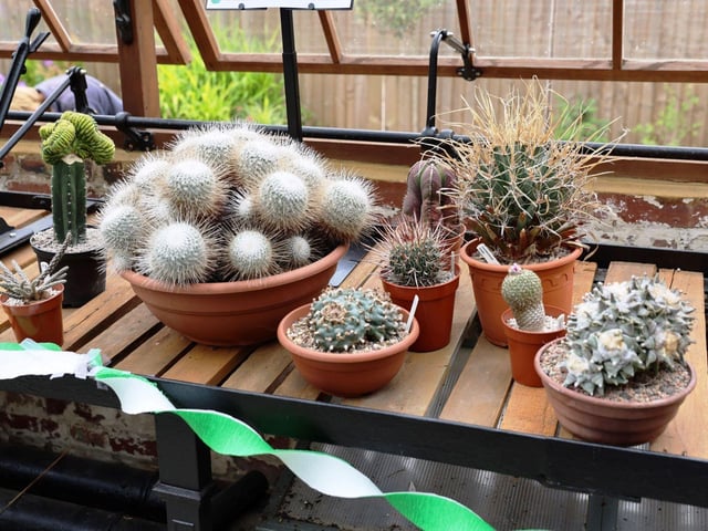 Cacti of all shapes and sizes.