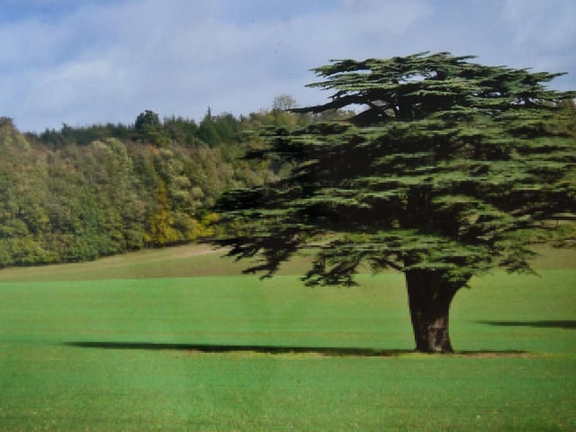 Tree at Madehurst