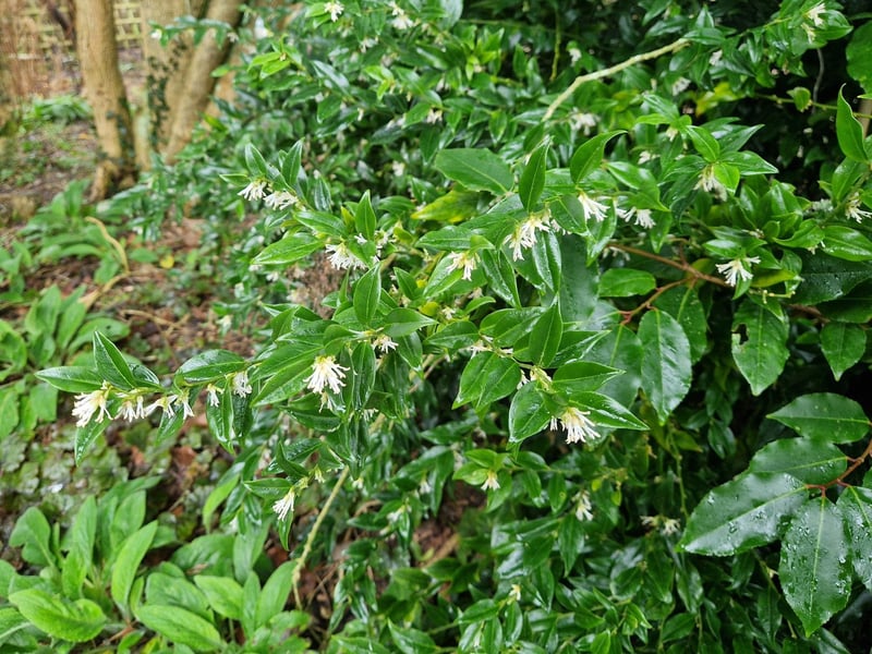 Sarcococca confusa