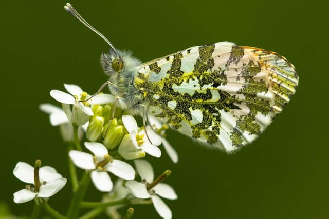 Orange tip butterfly