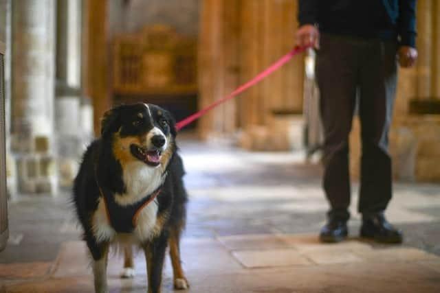 It was announced this year that dogs were now welcome in the Cathedral. They can explore the building and its grounds during key visiting hours (Monday – Saturday, 9am - 5pm and Sunday, 12.30pm - 2.30pm) and are permitted in the garden of the Cloisters Kitchen & Garden.