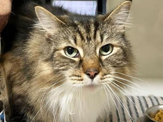 Louie- Domestic Longhair crossbreed- Brighton Animal Centre