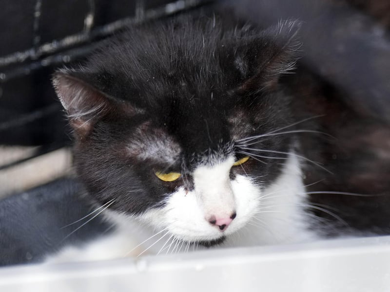 A cat was rescued from a flat above the charity shop.