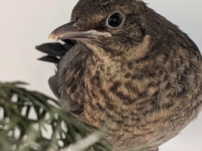 Young bird
