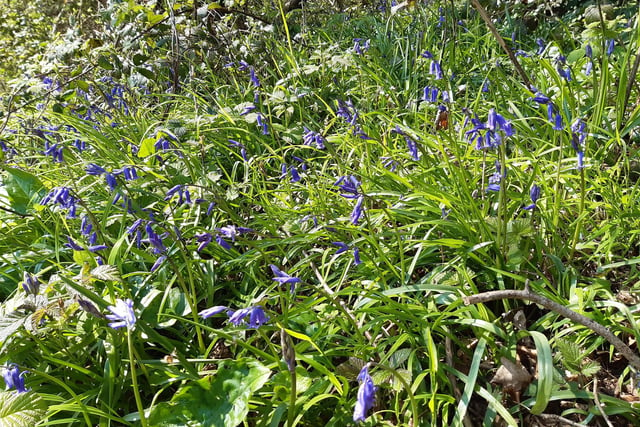 Clapham Wood is abundant with bluebells and wood anemone in spring and it easily accessible from the A27 north of Worthing and the A24 south from Horsham, via Long Furlong, making it one of the most popular places for a bluebell walk in West Sussex