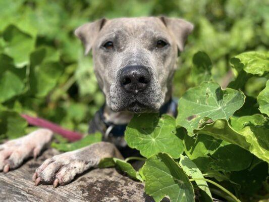Louie is a very intelligent, determined boy who knows what he wants and when he wants it! He loves to play and a roll in the long grass, he loves water and enjoys the paddling pool. He has a massive toy box in his kennel and spends his day choosing different toys. Louie needs a home as the only pet. He will ignore other dogs when he is out and about, unless they invade his personal space, but would not want to live with one. He is a definite no to homes with cats or small furries.