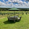 Overlooking vineyards at Beacon Down. Photo: Beacon Down