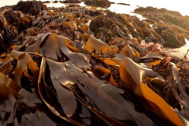 Sussex Kelp Project, Bognor rocks 2021. Photo: Paul Boniface
