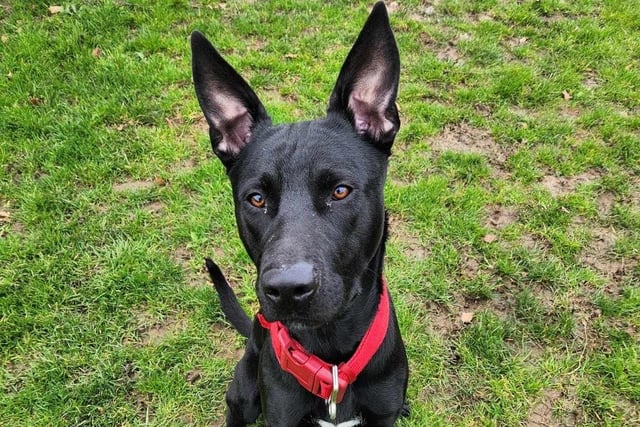 Pharaoh had a really tough start to life which means he can be very nervous when he first meets you. However, once he gets to know you, he is a goofball, according to Clymping Dog Sanctuary. He absolutely loves playing with his ball and has a lot of affection to give to the right person. He can’t be rehomed with children, dogs or cats but he definitely captures the hearts of everyone who meets him, the rescue said.