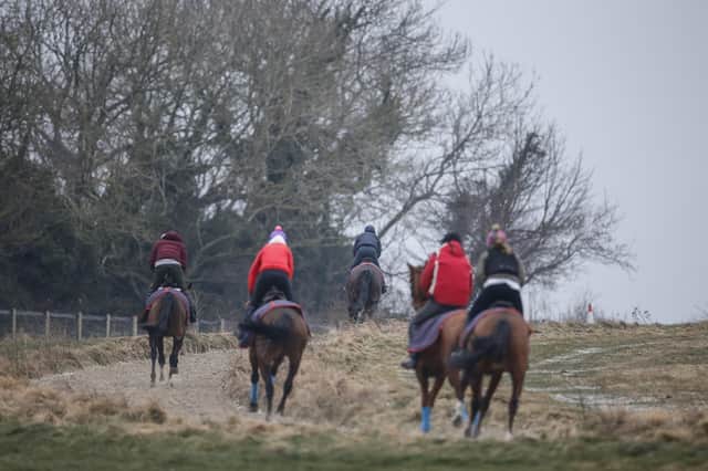 Nick Gifford's horses on the gallops at Findon | Picture: Getty