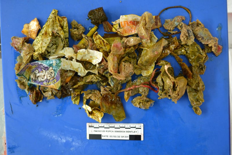 The contents of Bentley's stomach - a post mortem found food wrappers and a felt tip pen inside.