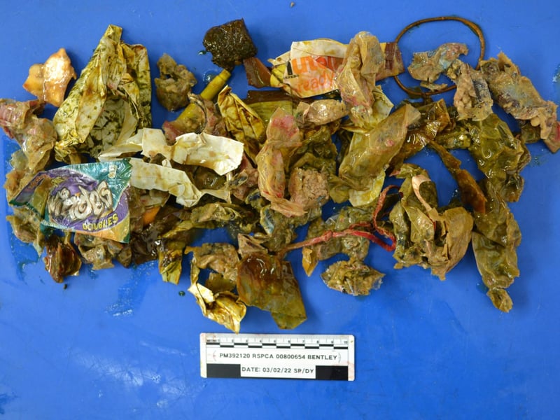 The contents of Bentley's stomach - a post mortem found food wrappers and a felt tip pen inside.