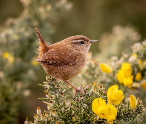 Wildlife Runner-Up: Tiny Bit Tough Wren by Piers Fearick